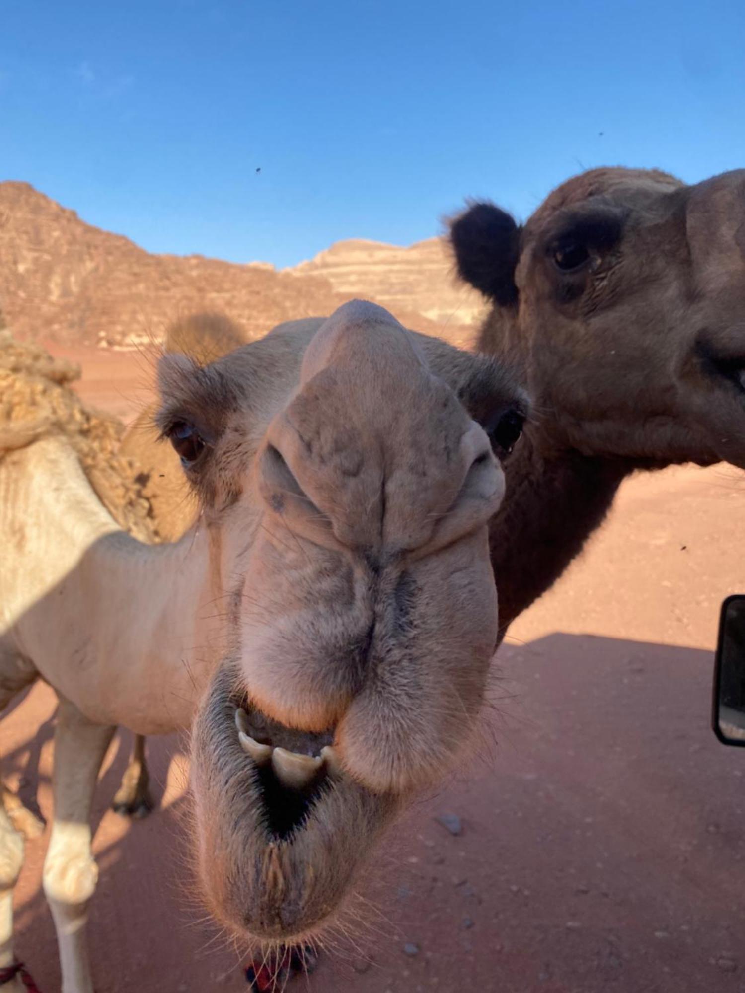 Wadi Rum Desert Heart Camp Exteriör bild