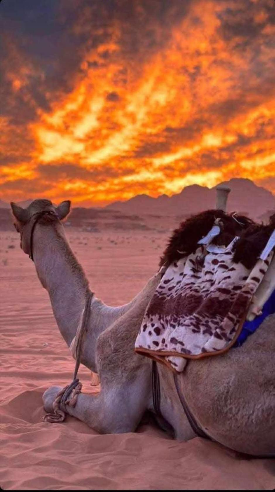 Wadi Rum Desert Heart Camp Exteriör bild